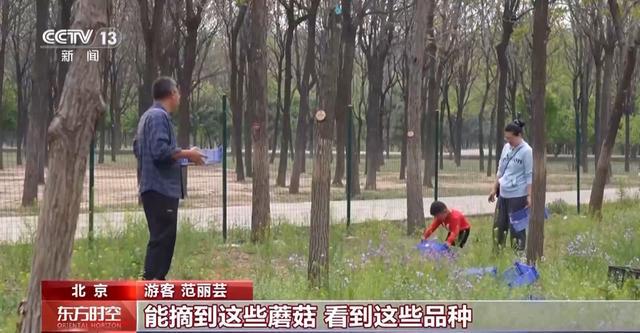 这个假期来京郊感受林间野趣冰球突破技巧采蘑菇、捉油鸡(图5)