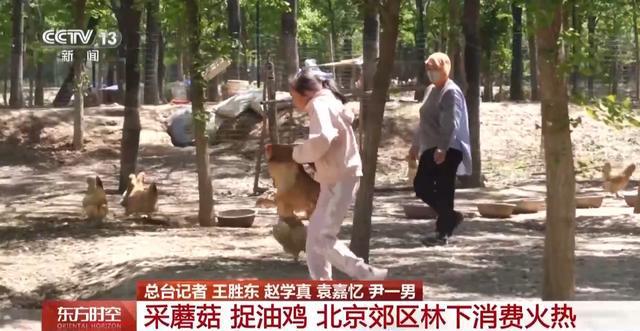这个假期来京郊感受林间野趣冰球突破技巧采蘑菇、捉油鸡(图7)