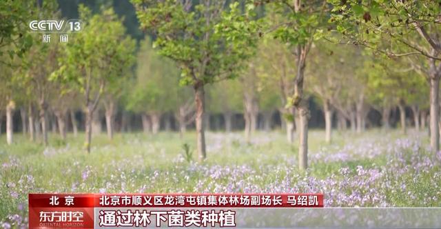 这个假期来京郊感受林间野趣冰球突破技巧采蘑菇、捉油鸡(图2)