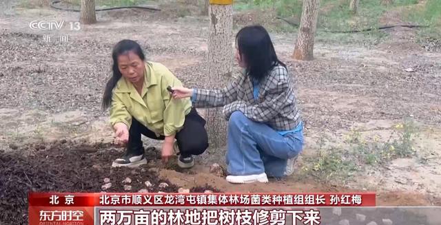 这个假期来京郊感受林间野趣冰球突破技巧采蘑菇、捉油鸡(图3)
