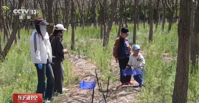 这个假期来京郊感受林间野趣冰球突破技巧采