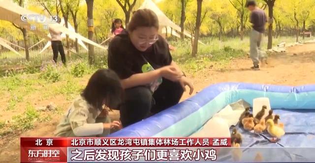 这个假期来京郊感受林间野趣冰球突破技巧采蘑菇、捉油鸡(图6)